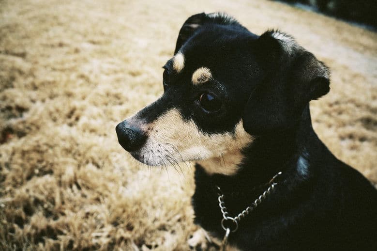 Rocky is Blind